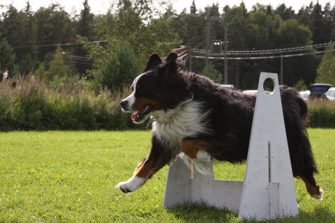 flyball
