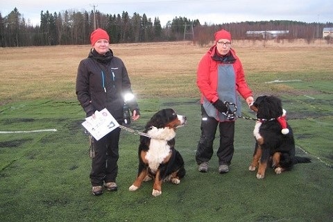 Pentu- ja arkidiplomi